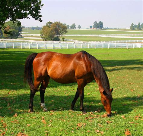 Kentucky horse park - 